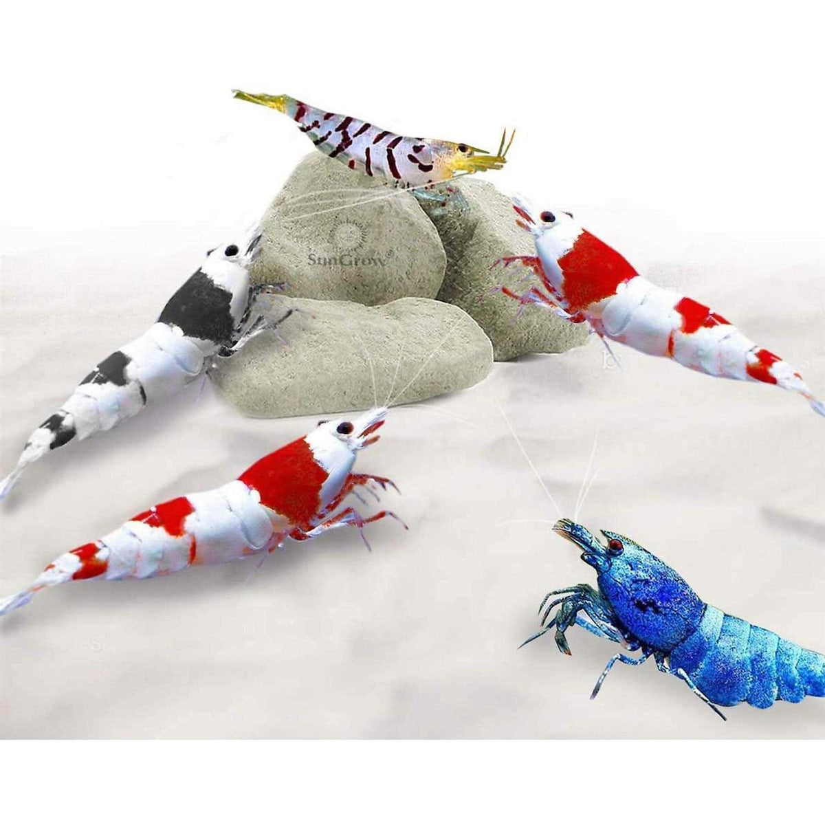 Shrimp Mineral Rocks for Molting R733137