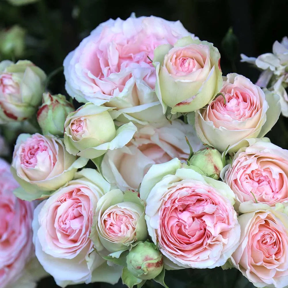 Pink Climbing Rose Bush Live Plant S69629