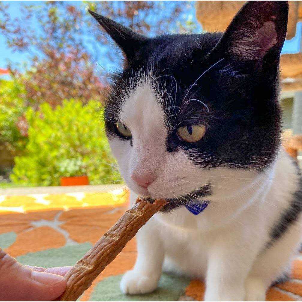 Chicken Cat Treats P71274