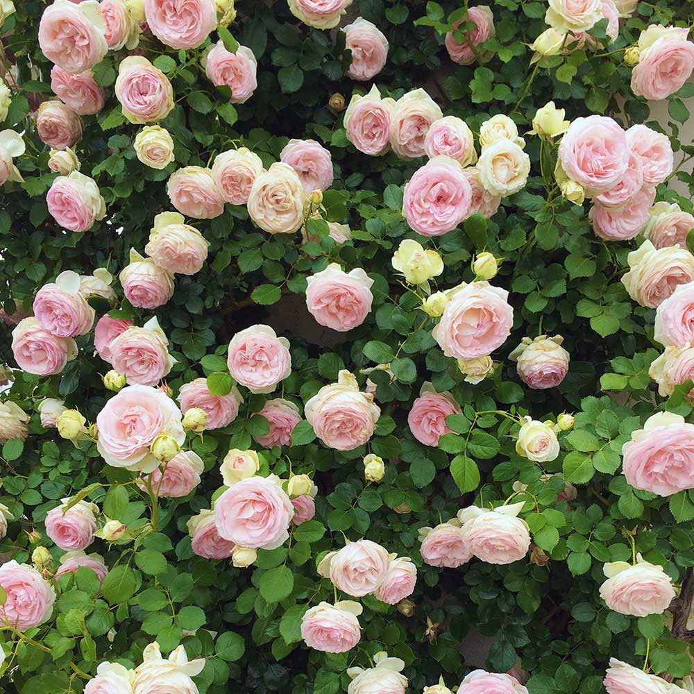Pink Climbing Rose Bush Live Plant S69629