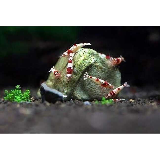 Shrimp Mineral Rocks for Molting R733137