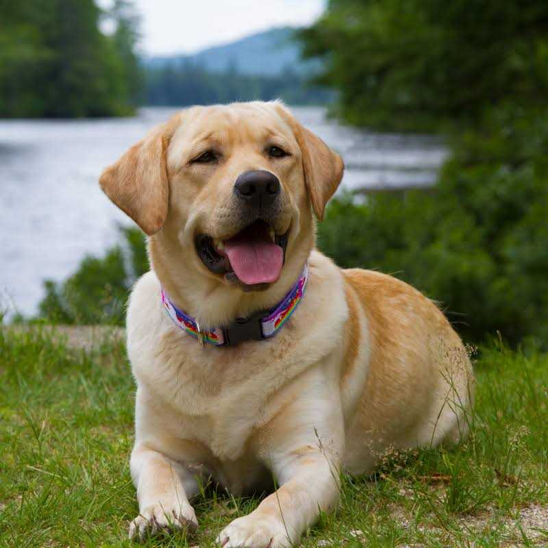 Dog Collar U811
