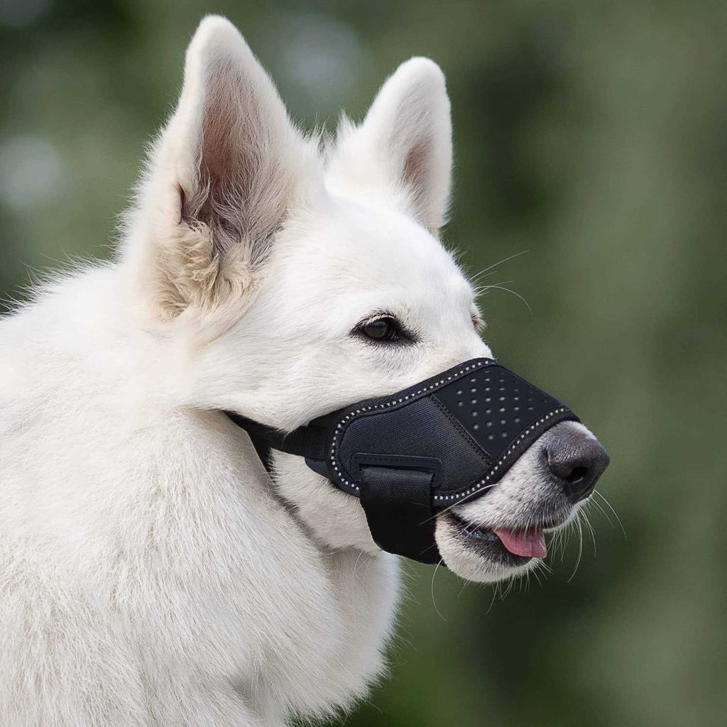 Dog Muzzle Q29816