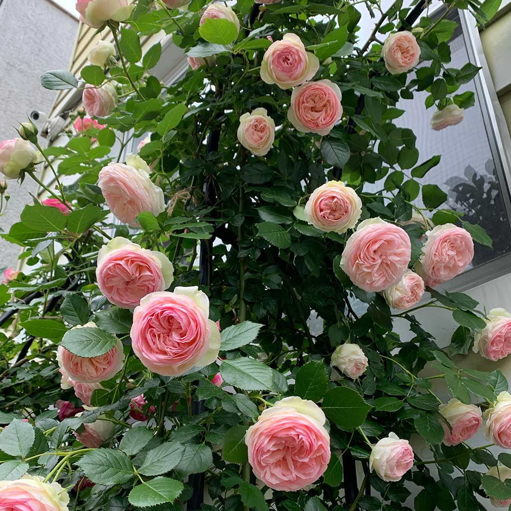 Pink Climbing Rose Bush Live Plant S69629