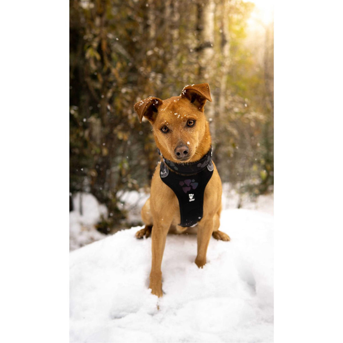 Dog Harness V98689