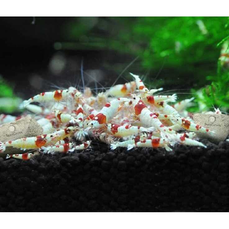 Shrimp Mineral Rocks for Molting R733137