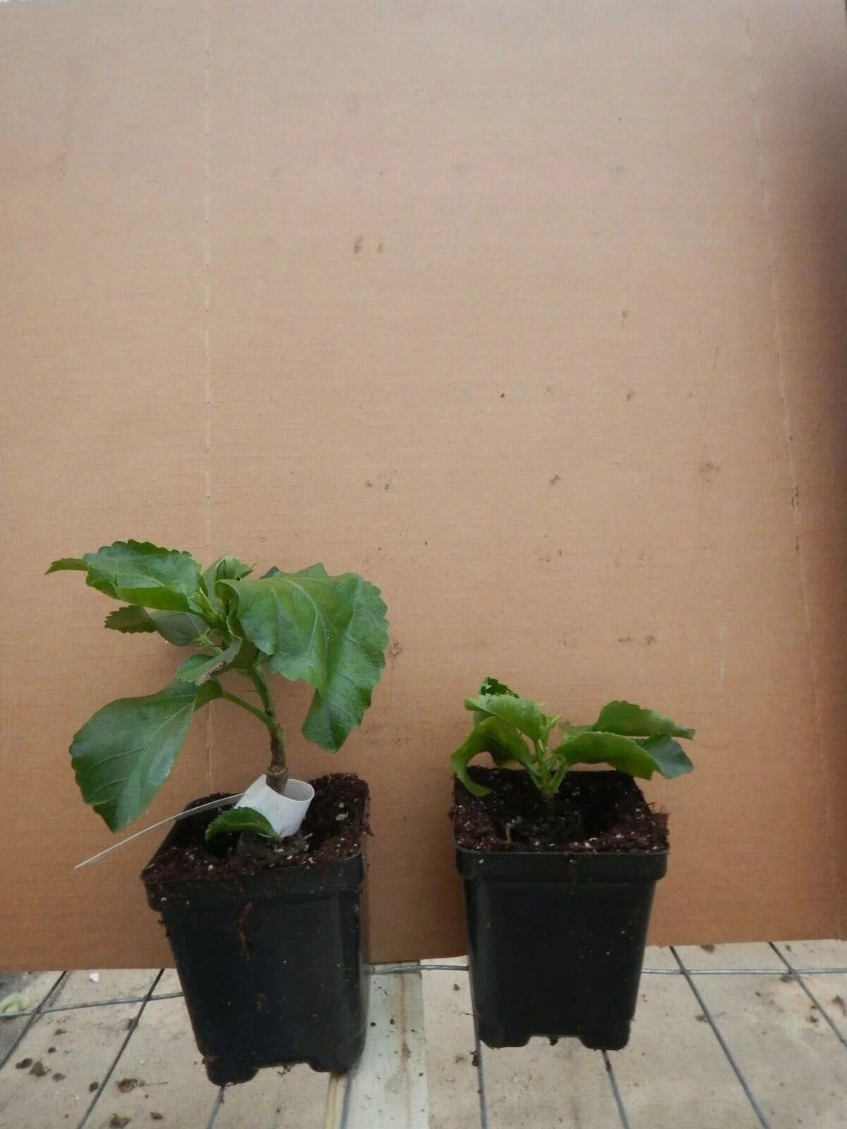 Tropical Hibiscus Plant Bare Root V2254