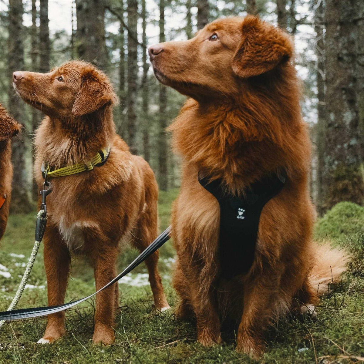 Dog Harness V98689