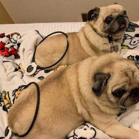Pet Supplies L927