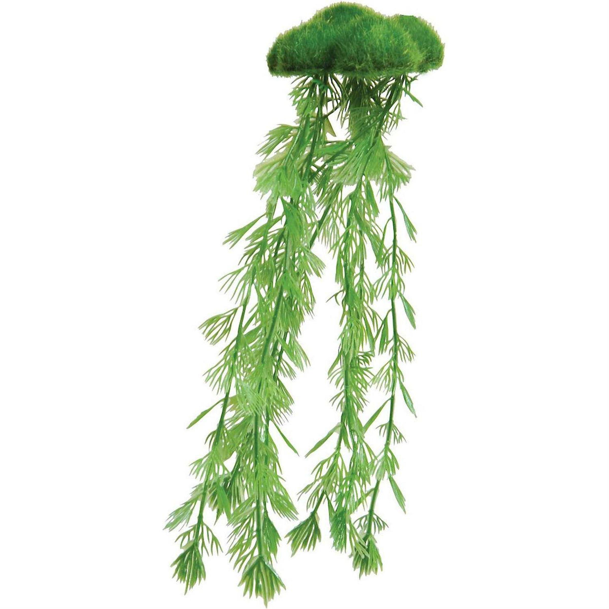 Floating Moss with Roots N378988