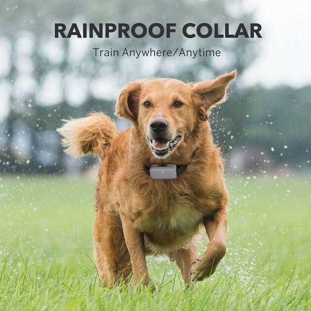 Dog Training System U91778