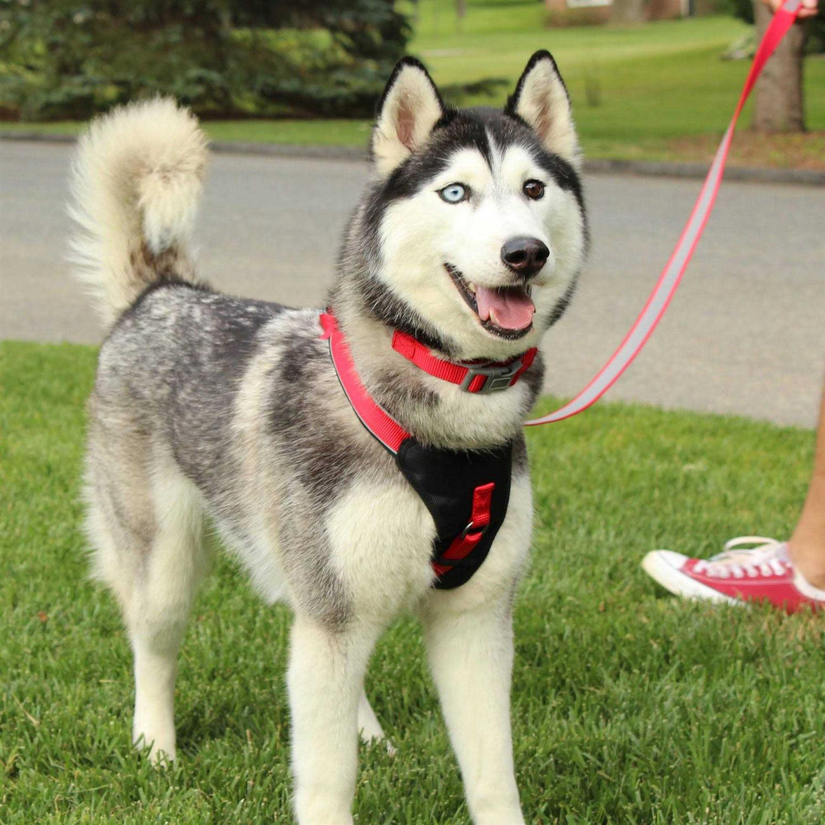 Reflective Step-in Dog Harness N2924