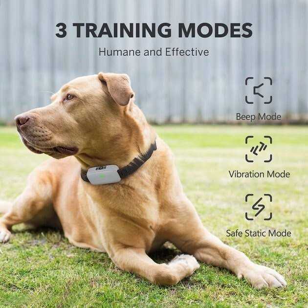 Dog Training System U91778