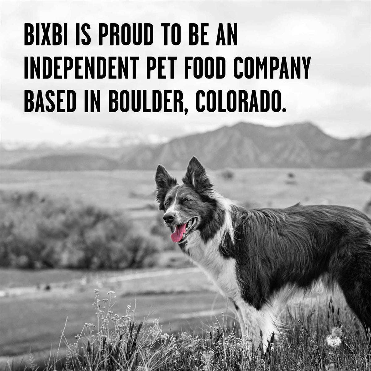 Freeze Dried Beef Dog Food Q57653