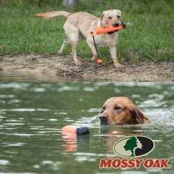 Odor Dog Shampoo E376005