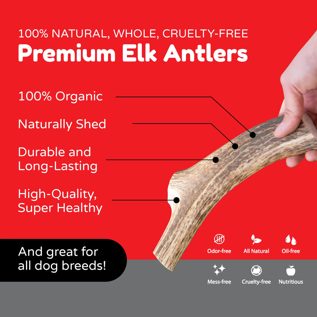 Elk Antlers Dog Chew S139965
