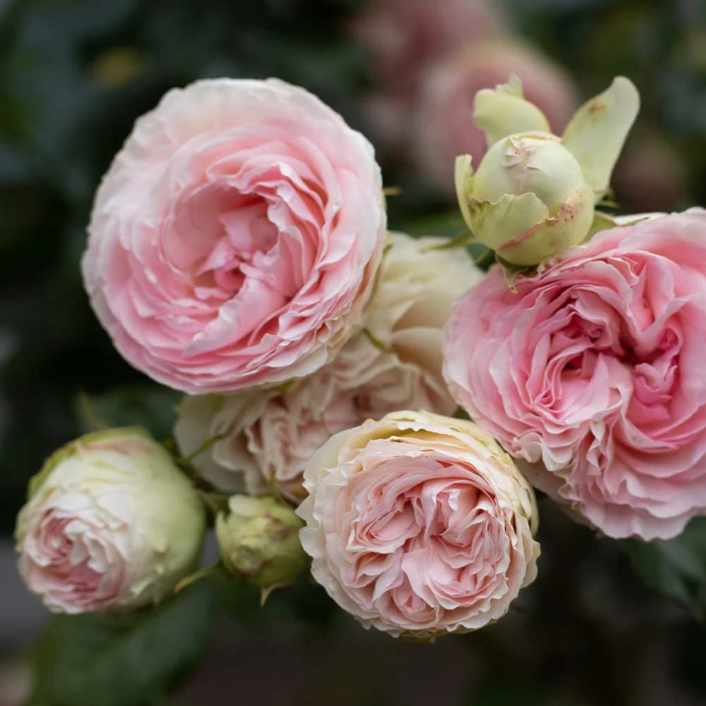 Pink Climbing Rose Bush Live Plant S69629