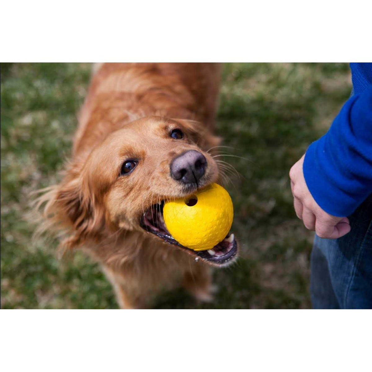 Pet Supplies Z88043