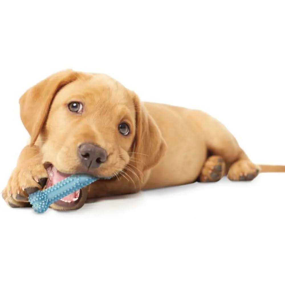 Puppy Dental Chew Toy K2302