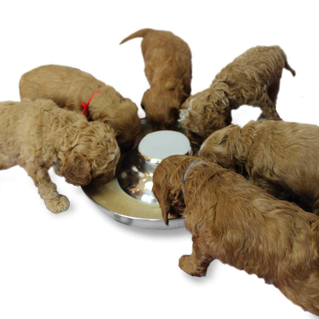 Stainless Steel Puppy Dog Bowls Y193695