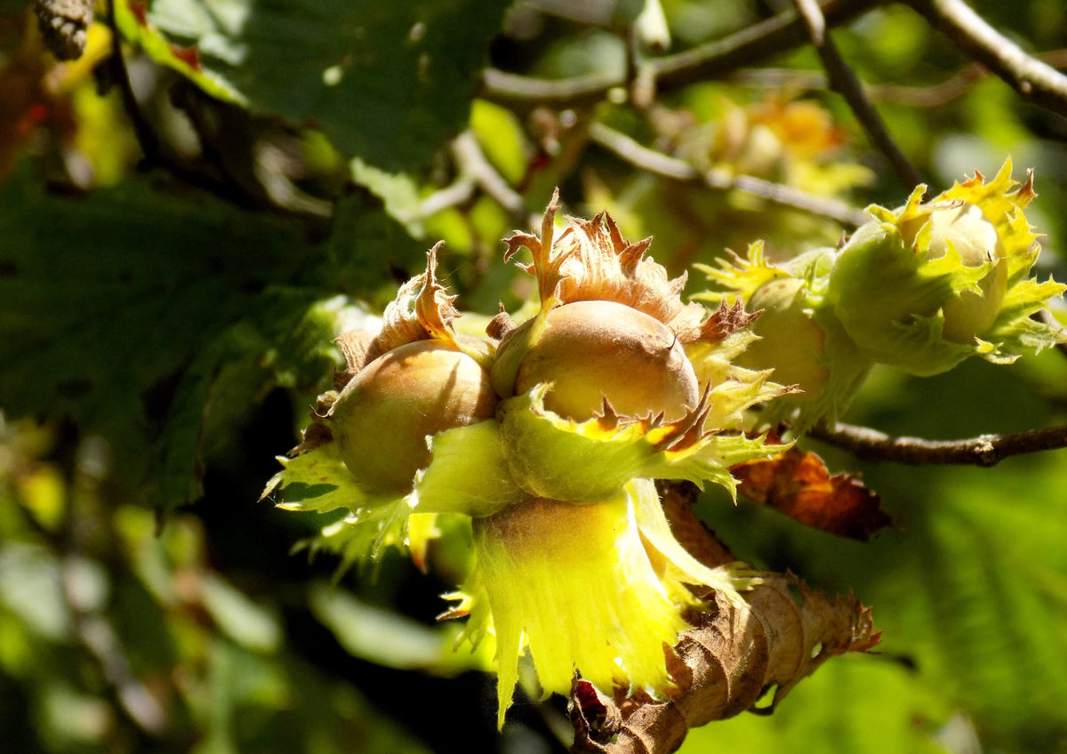 Organic Blanched Hazelnuts 16 Pounds E452864