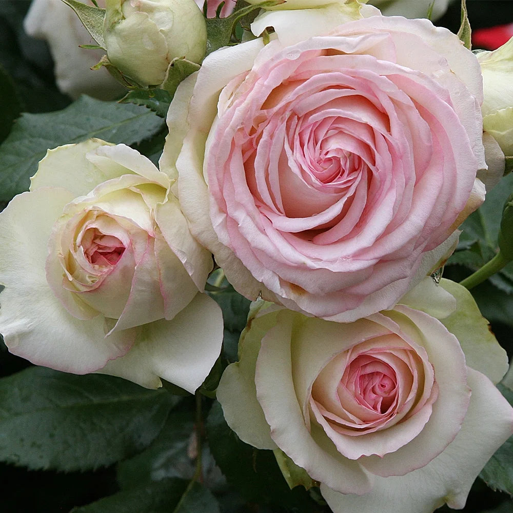 Pink Climbing Rose Bush Live Plant S69629