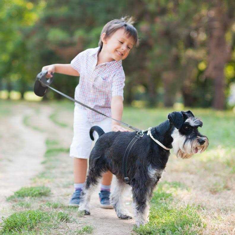 Retractable Dog Leash D950