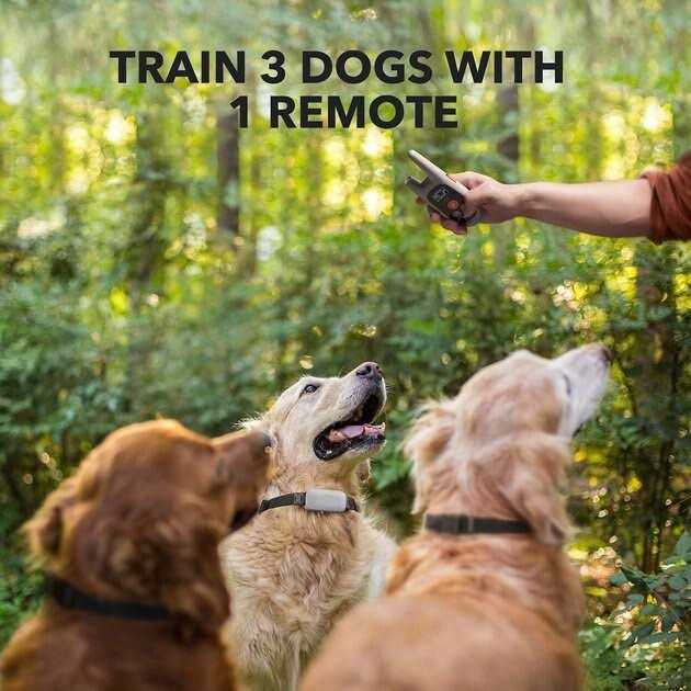 Dog Training System U91778