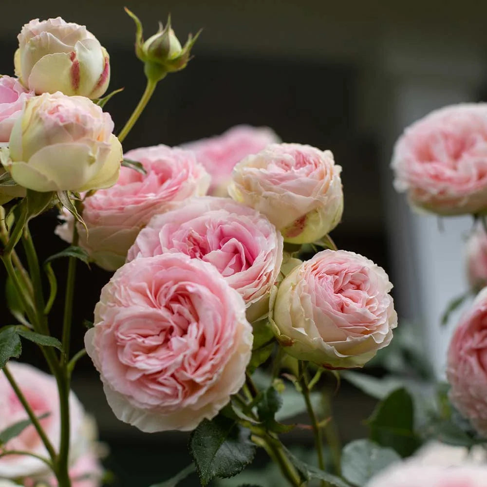 Pink Climbing Rose Bush Live Plant S69629