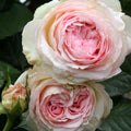 Pink Climbing Rose Bush Live Plant S69629