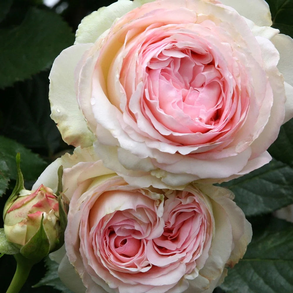 Pink Climbing Rose Bush Live Plant S69629