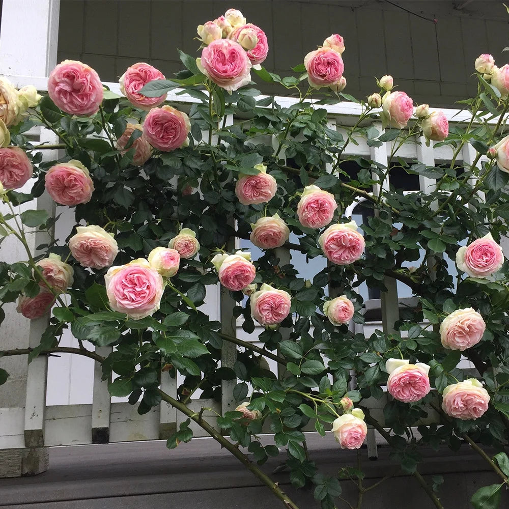 Pink Climbing Rose Bush Live Plant S69629