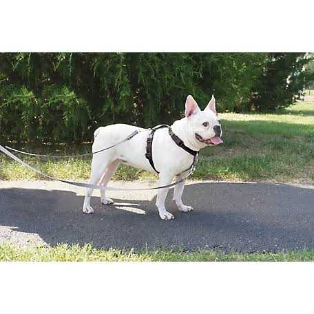 Dog Leash A818