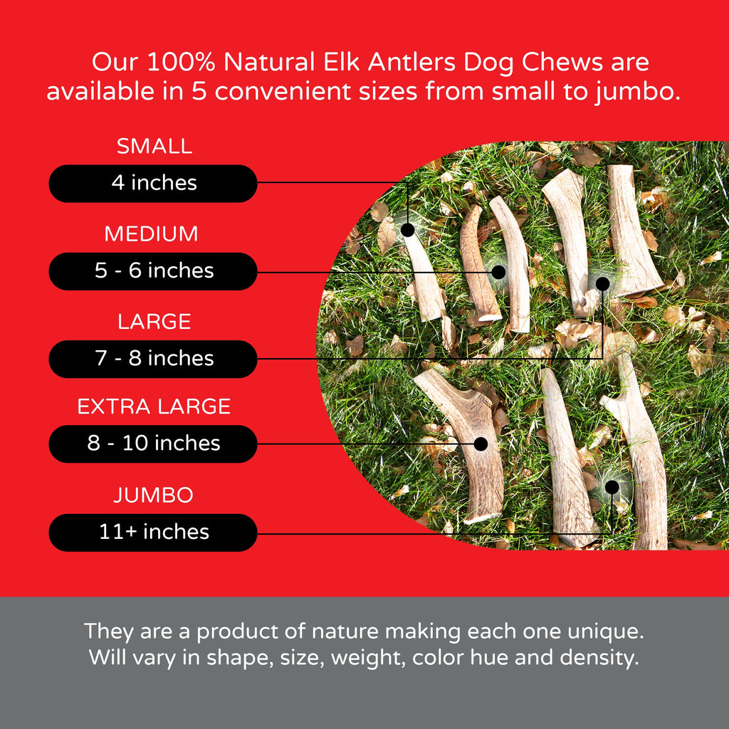 Elk Antlers Dog Chew S139965