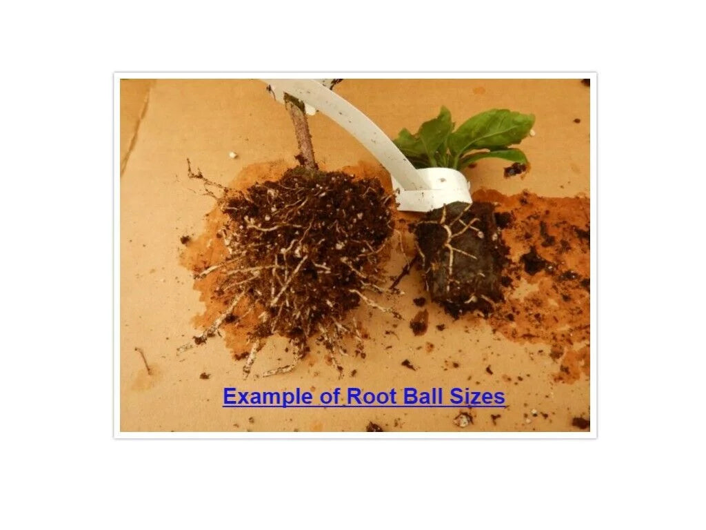 Tropical Hibiscus Plant Bare Root V2254