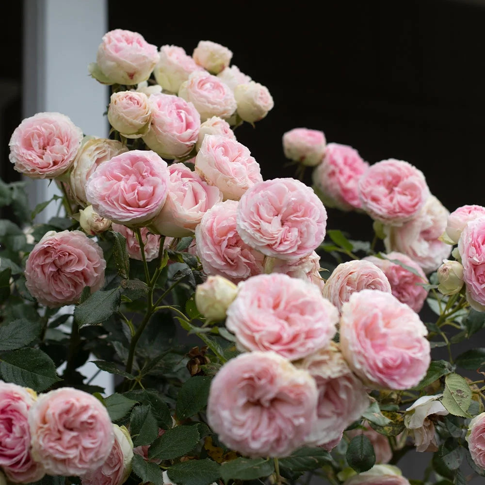 Pink Climbing Rose Bush Live Plant S69629