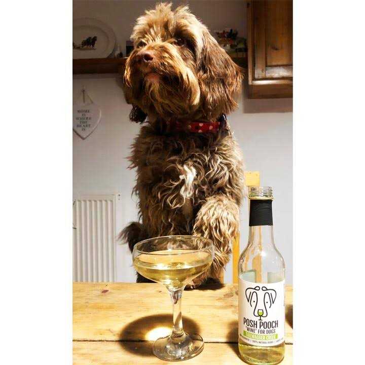 Dog Wine Duo Pack S76451