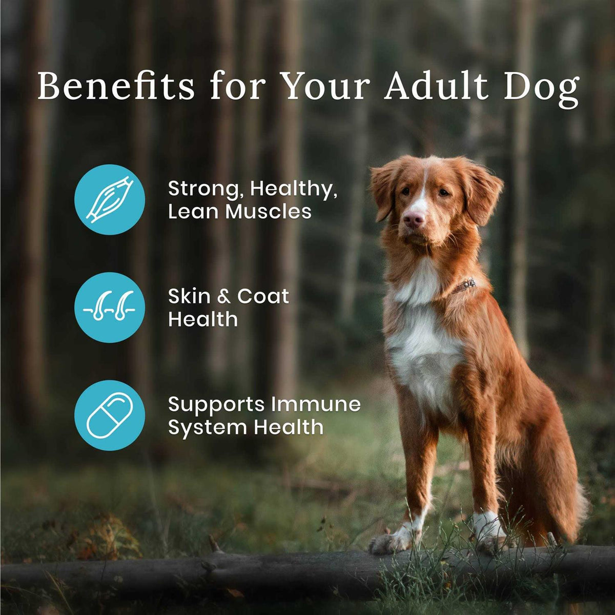 Dog Food F180