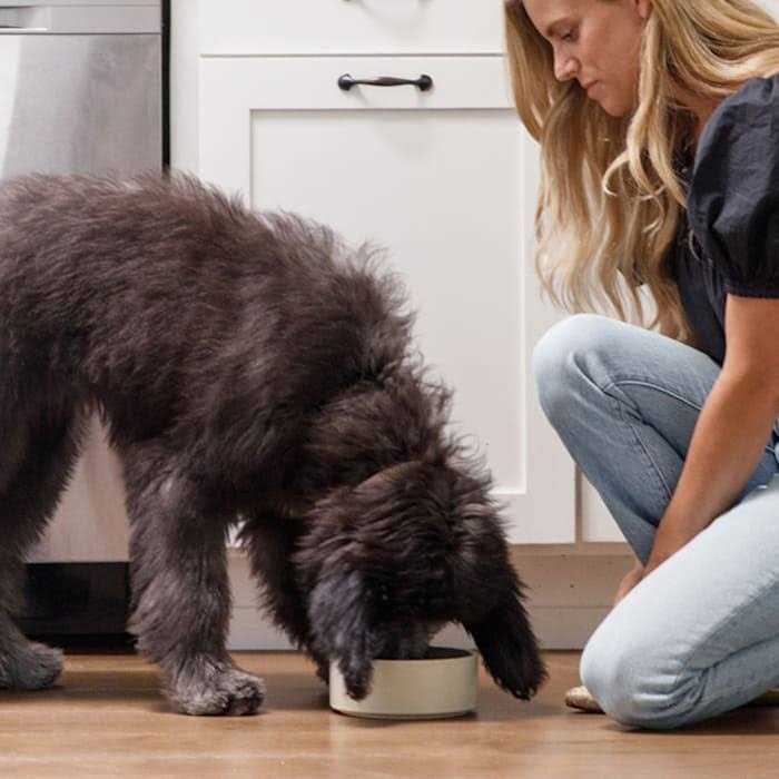 Brown Rice & Sweet Potato Dry Dog Food I282498